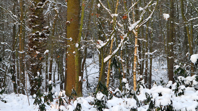 Heavy snow-covered woodland
