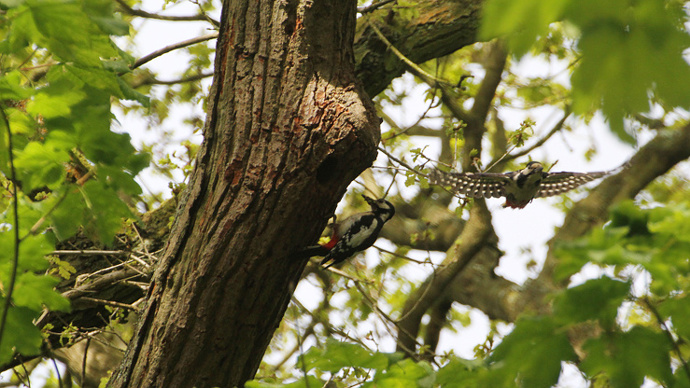 Nesting great spotted woodpeckers