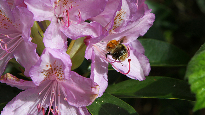 Bee on rhododendron flower