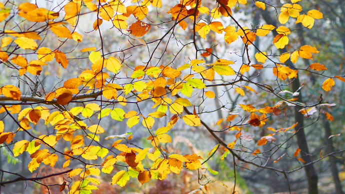 Beech tree leaves in autumn