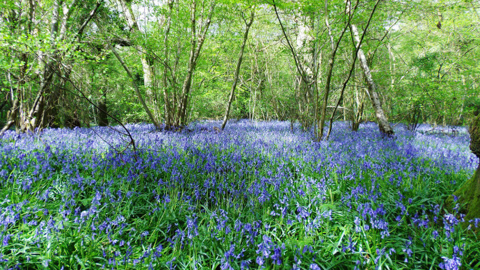 Bluebell carpet at Beechland Mill Wood