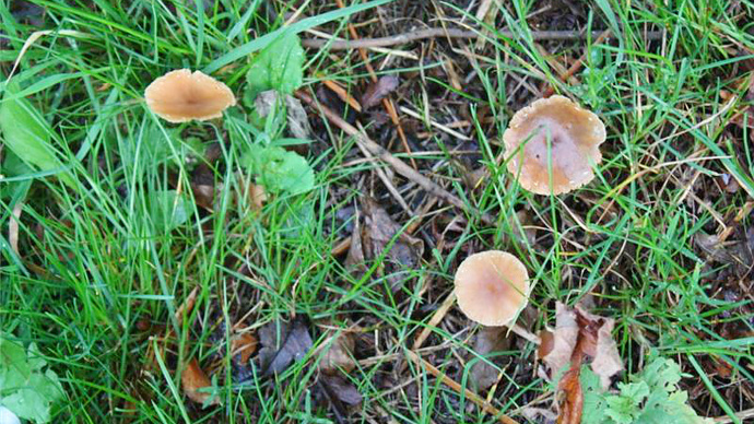 Close up of fungi growing on woodland floor