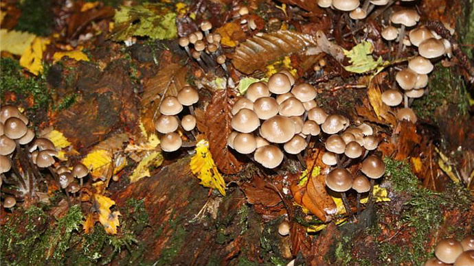 Colony of fungi on rotted down trunk