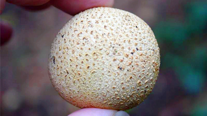 Common earthball mushroom