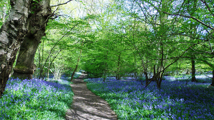 Bluebell-lined pathway through woods