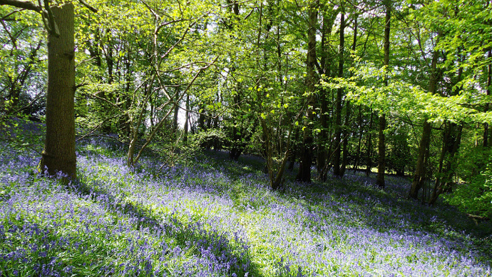 Spring bluebell carpet extending into shady woodland