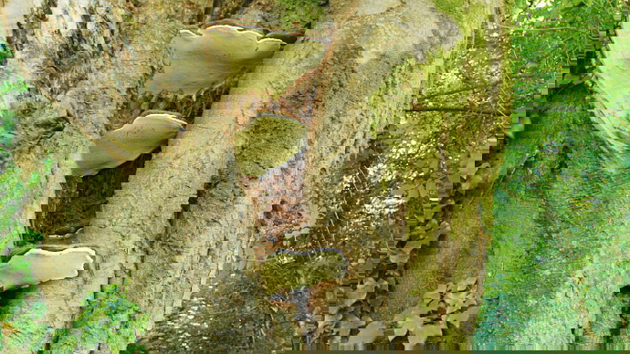 Aged, split tree trunk with fungus growing