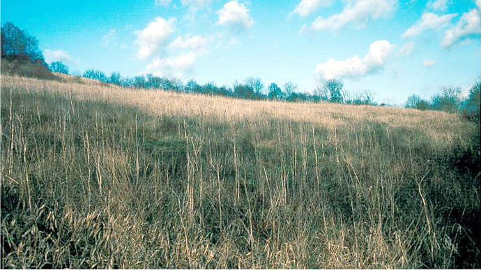 View over grassland