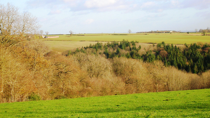 A view across Monks Wood from a single track to the south of the wood