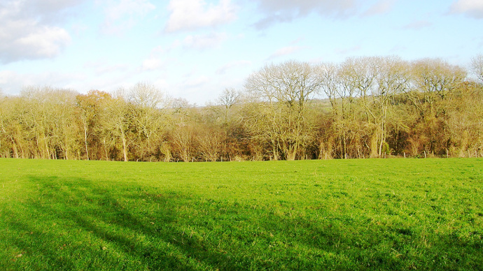 Viewover grassland with Monks wood on horizon