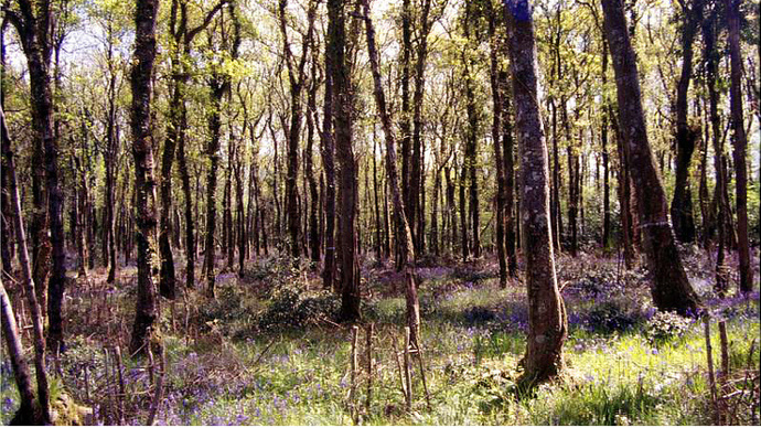 Dense woodland with bluebell carpet