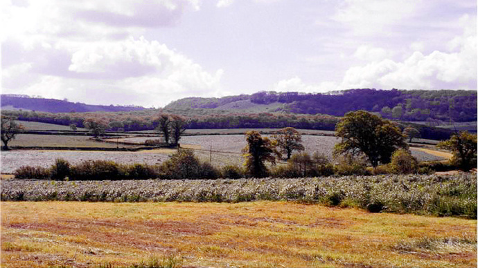 Loooking across grassland with woods on horizon