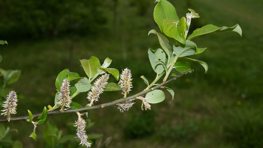 Goat willow branch with leaves and catkins