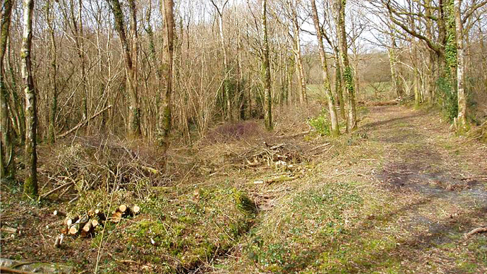 Pathway through partially cleared wood area