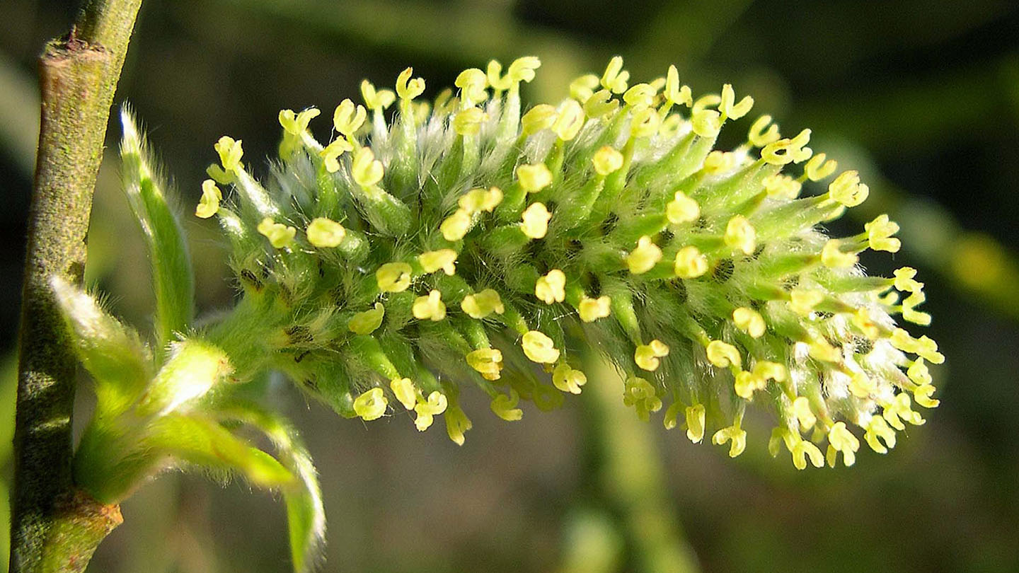 Goat Willow (Salix caprea) - British Trees - Woodland Trust