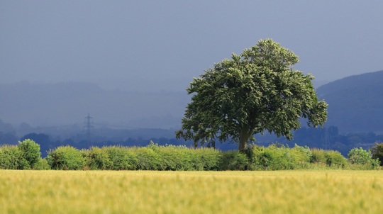 A leafy hedge along a field edge with a mature tree growing out of it