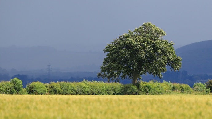 A leafy hedge along a field edge with a mature tree growing out of it
