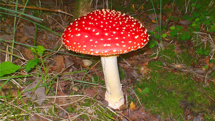 Fly agaric fungi in Pontburn Woods