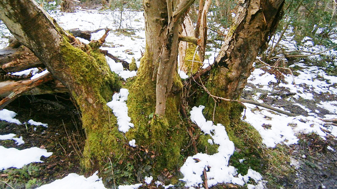 Snow covered ancient rowan tree