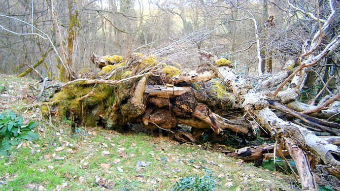 Ancient rowan. Alive, just, through fallen single stem