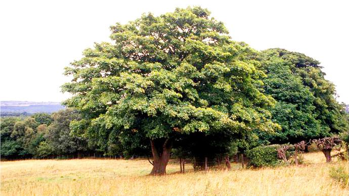 Established tree in full bloom in grassland