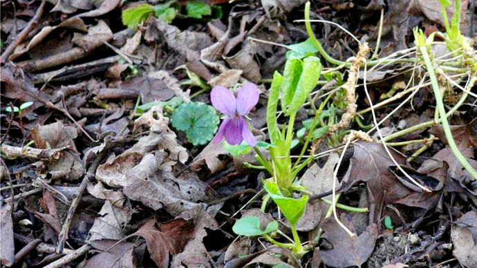 Wild violet growing through dried fallen leaves
