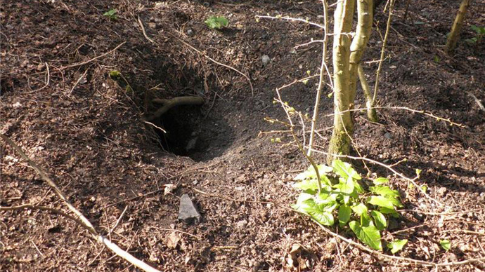 A badger sett