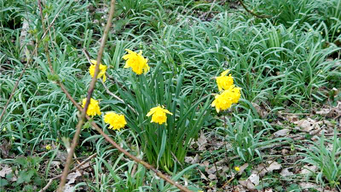 Cluster of wild daffodils