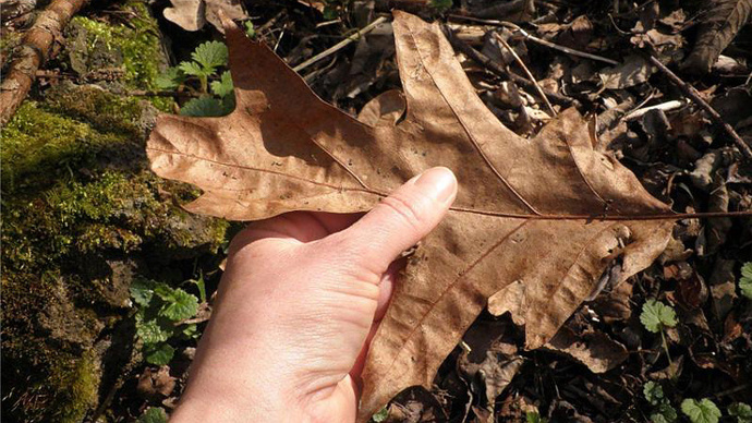 Close up of female hand holding fallen brown oak leaf