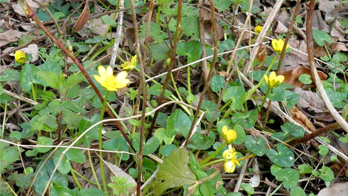 Wild celandines growing through undergrowth