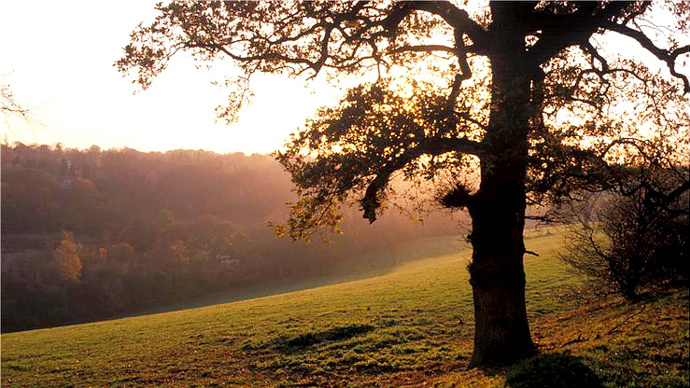 Elevated view to woods at sunset
