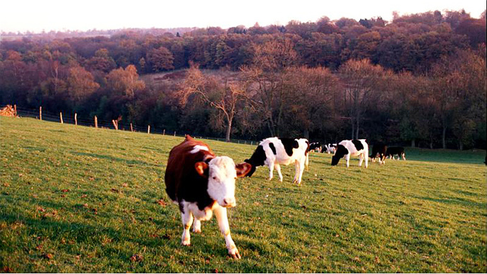 Cows grazing on grassy hillside with woodland in distance