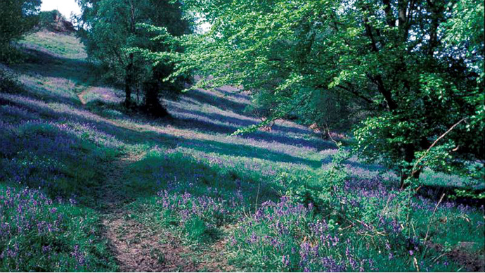 Open woodland with bluebell flower carpet