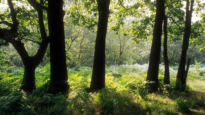 Looking out to Brackeny Glade with mature tree trunks silhouetted in foreground