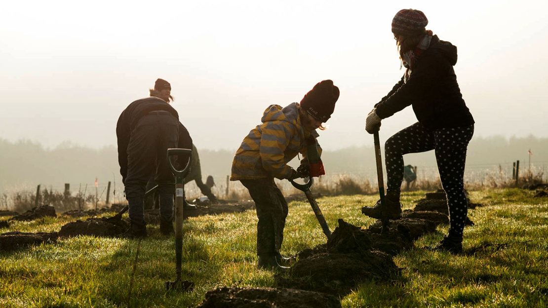 Silhouettes of people planting trees at Mead.