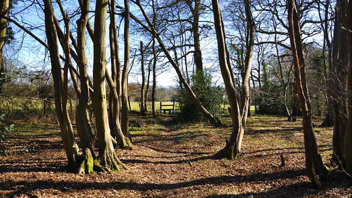 Looking through established woodland in autumn, step over gate to field in background