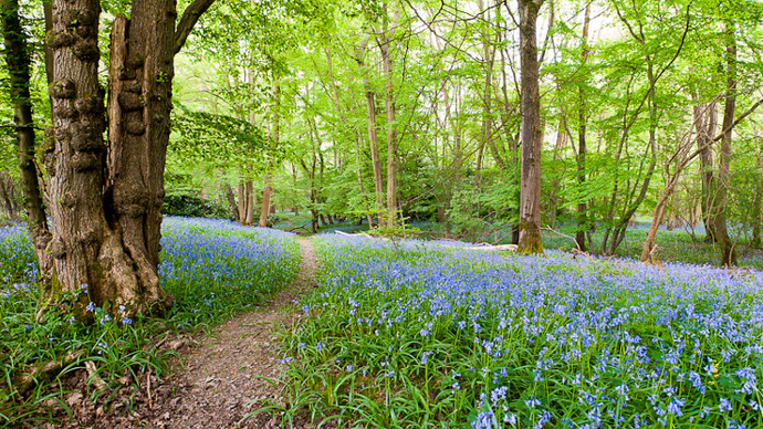 Bluebell carpet at Glovers Wood