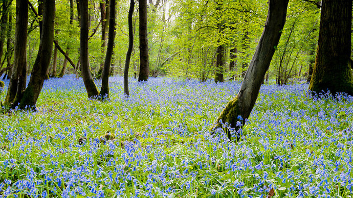 Glover's Wood bluebell carpet