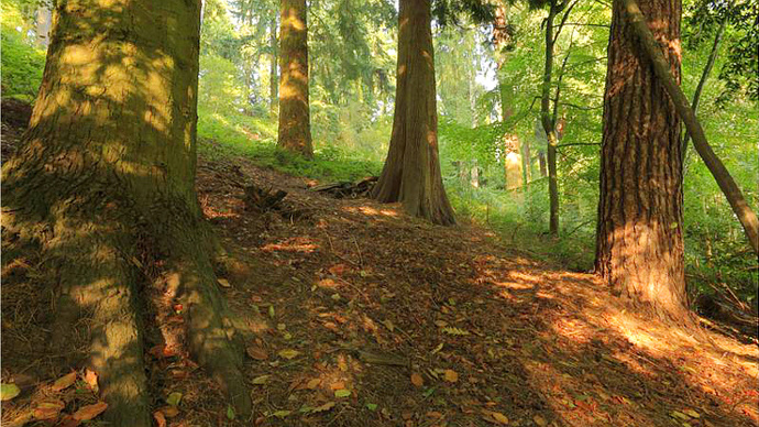Trunks of large trees including Douglas Fir and Western Red Cedar at Silia Wood