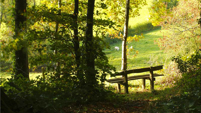 Bench seat at edge of Silia Wood in sunlight