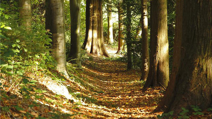 Path through an avenue of large trees at Silia Wood