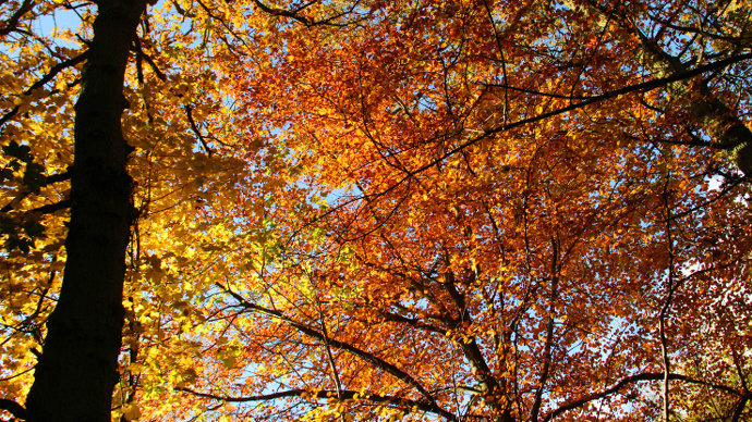 Looking up a spectacular tree canopy in autumn
