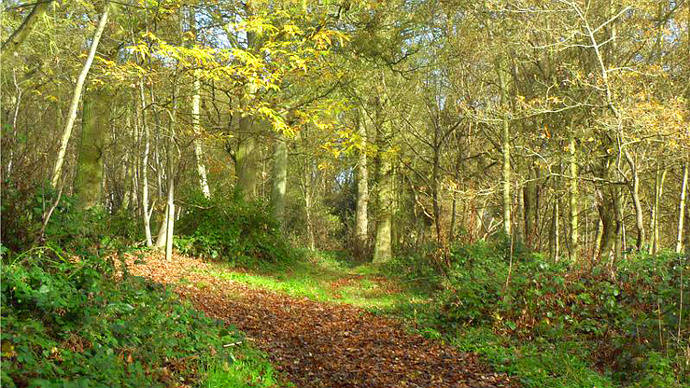 Small clearing in densely populated wood in autumn