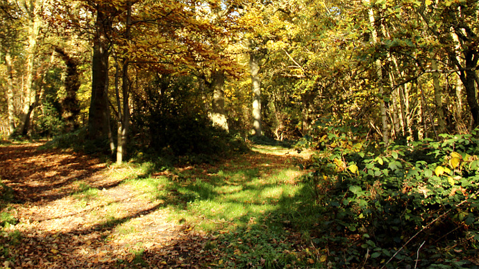 Autumnal woodland view, highlighting vibrant reds and yellows of leaves