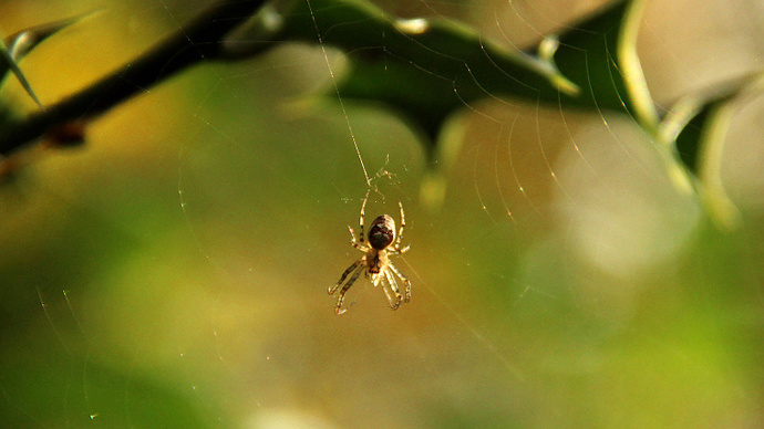Close up of spider weaving web on holly branch