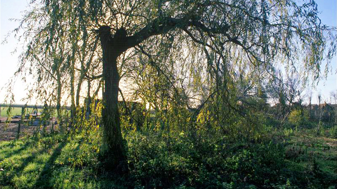 Silhouetted pruned tree, blue sky