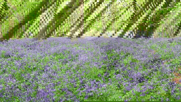 Bluebell carpet in dense, lush woodland