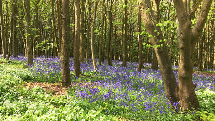Vibrant bluebell Carpet in dense woodland WTML