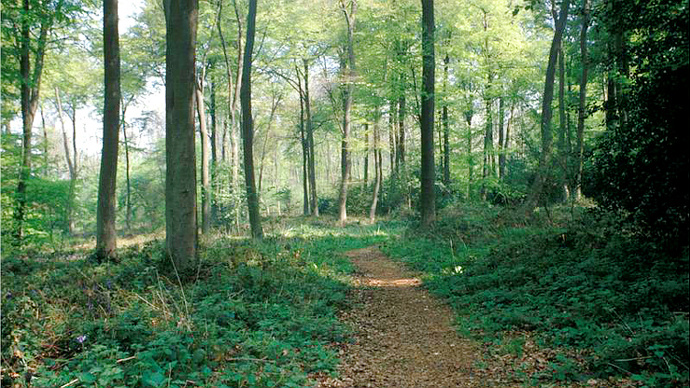 Pathway leading into tightly planted woodland