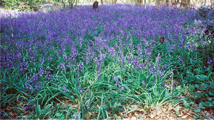 Bluebell flower carpet in shade of surrounding trees
